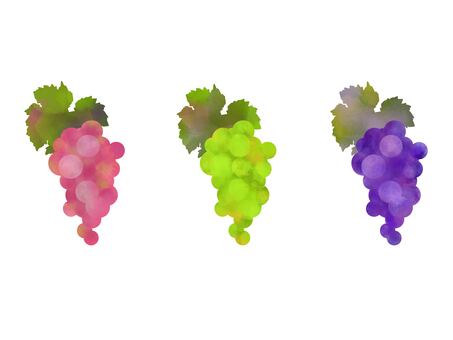 フルーツ水彩　いろいろな葡萄 ぶどう,水彩,フルーツ,果物,果実,食べ物,デザート,秋,巨峰,マスカットのイラスト素材