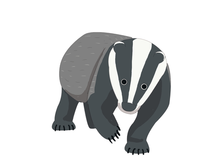 ヨーロッパアナグマ（前進・主線なし） ヨーロッパアナグマ,アナグマ,動物,ヨーロッパ,前進,主線なしのイラスト素材