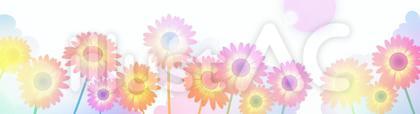 ガーベラの花壇