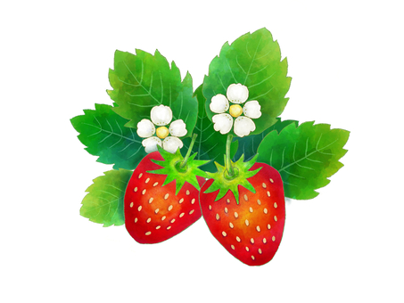 いちご花と葉っぱカラーイラスト水彩風 イチゴ,苺,花,葉っぱ,いちご狩り,ベリー,果物,春,フルーツ,緑のイラスト素材