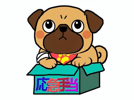 わんぱくパグ 応急手当 犬,パグ,わんぱく,応急手当,怪我,災害,男の子,キャラクター,おてんば,いたずらのイラスト素材