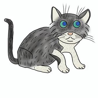 cat, JPG and PNG cat, cat, creatures, animal, JPG and PNG