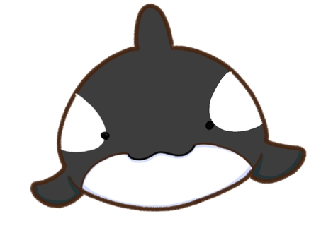 ゆるいシャチ正面 シャチ,海,動物,哺乳類,水族館のイラスト素材