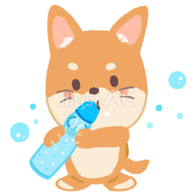 喉が渇いてグビグビとラムネを飲む柴犬 ラムネ,犬,飲むのイラスト素材
