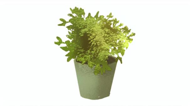 觀葉植物, JPG 和 PNG 觀葉植物, , JPG 和 PNG