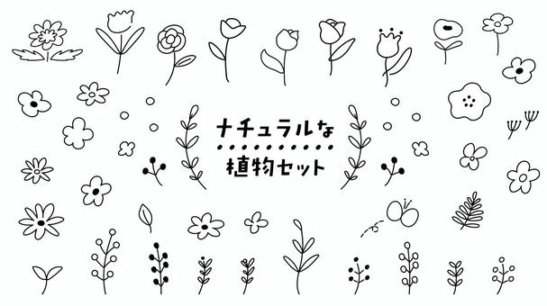 Illustration, flower, plant, line, 
