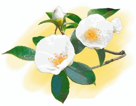 White camellia branch, , JPG and PNG