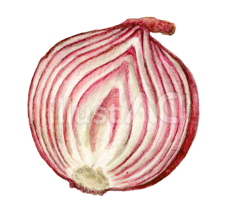 赤たまねぎ　手描き　水彩 赤たまねぎ,たまねぎ,野菜のイラスト素材