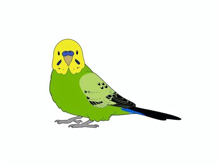 セキセイインコオパーリングリーン 鳥,インコ,セキセイインコ,オパーリングリーン,ペット,手乗り,フリー,無料のイラスト素材