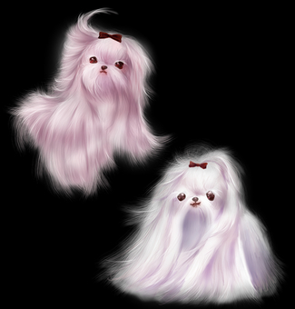 ロングヘアマルチーズ 犬,マルチーズ,ペット,動物,ふわふわ,癒し,マスコット,キャラクター,かわいい,リボンのイラスト素材