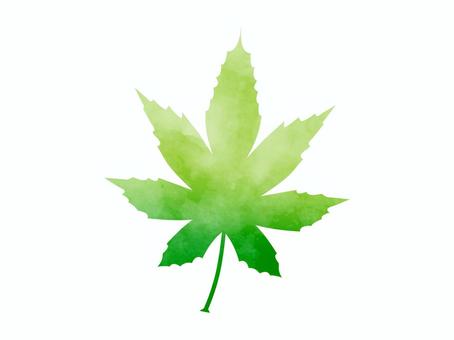 紅葉の葉（葉脈なし） もみじ,水彩風,青もみじ,紅葉,一枚,緑,黄緑,グラデーション,綺麗,葉っぱのイラスト素材
