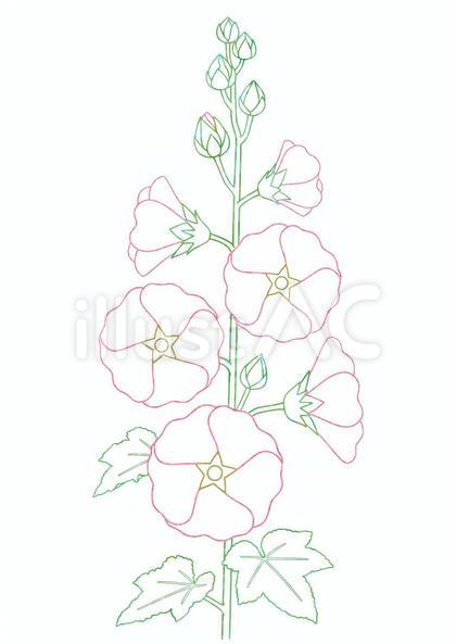 塗り絵 タチアオイ 立葵(色分け版)