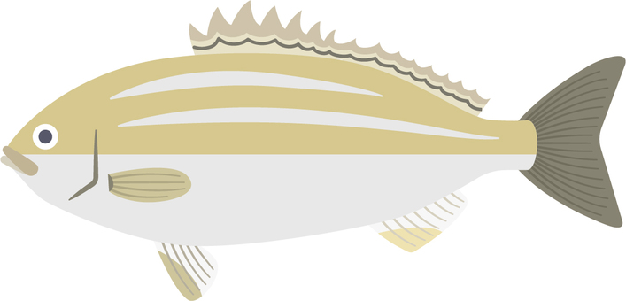 お魚_イサキ