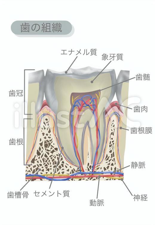 치아 조직(문자 있음), JPG, PNG 및 EPS 치아 조직(문자 있음), 의료, 치아, 조직, JPG, PNG 및 EPS