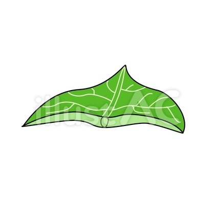 葉_Leaf