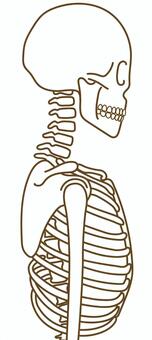 Illustration, skeleton, upper body, side, 