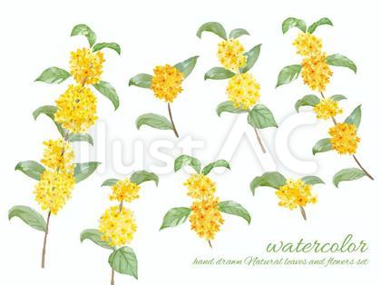 キンモクセイの花 枝 葉