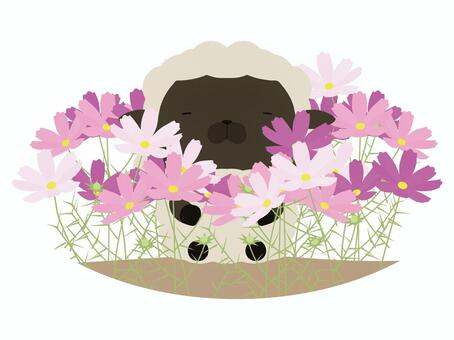 コスモスと黒い羊 コスモス,羊,動物,かわいい,花,植物のイラスト素材