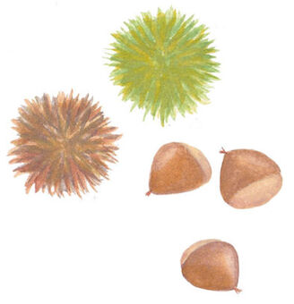 Chestnut, chestnut, dagger, autumn, JPG and PNG