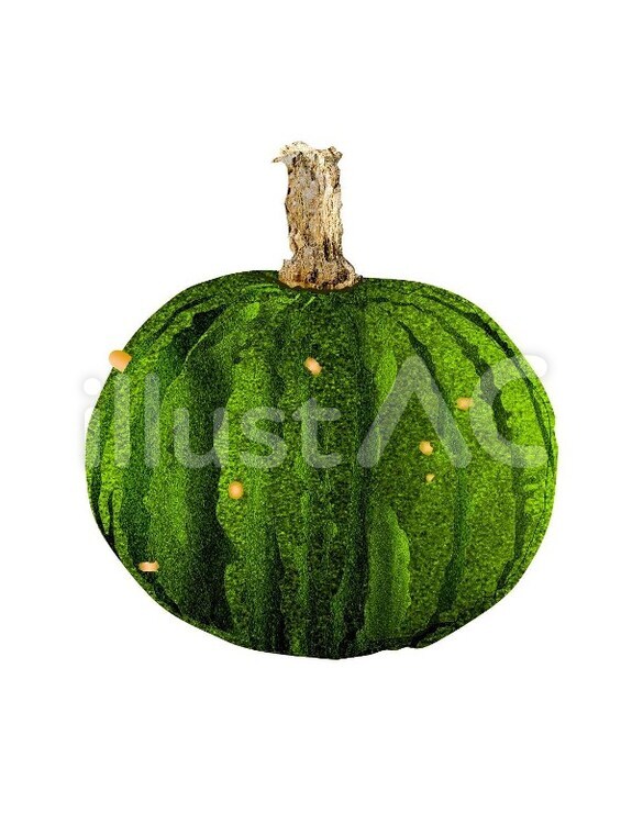 南瓜 南瓜,野菜,食用のイラスト素材