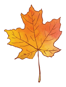 赤～橙色のカエデの手描き水彩風イラスト カエデ,楓,自然,水彩,秋,紅葉,9月,10月,11月,枯葉のイラスト素材