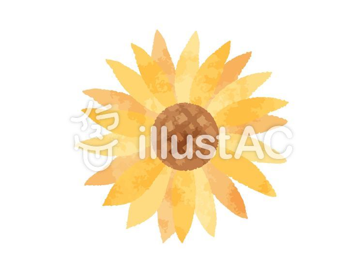 シンプルでかわいい手描きのひまわり ひまわり,花,夏のイラスト素材
