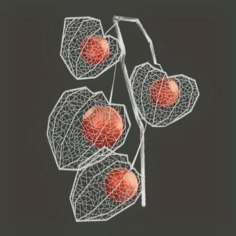 ホオズキ 植物,鬼灯,実,オレンジ色,主線なし,手書きのイラスト素材