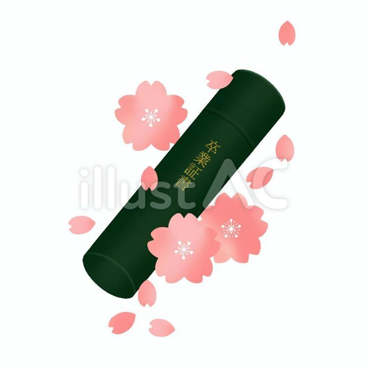 卒業証書と桜（輪郭線なし） 卒業証書,桜,ピンクのイラスト素材