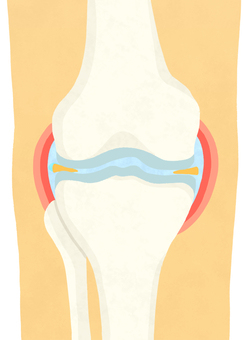 膝の関節（右・正面・主線なし） 膝,右膝,関節,軟骨,断面,大腿骨,脛骨,腓骨,関節液,関節包のイラスト素材