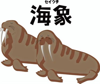 セイウチ2匹 セイウチ,大きい,体,2匹,牙,鰭脚類,北極,動物,ルビ,漢字のイラスト素材
