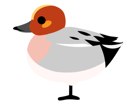 かわいいヒドリガモのイラスト単体 かわいいヒドリガモのイラスト単体 ヒドリガモ,カモ,鳥,動物,野鳥,かわいい,デフォルメ,ベクター,イラスト,ポップのイラスト素材