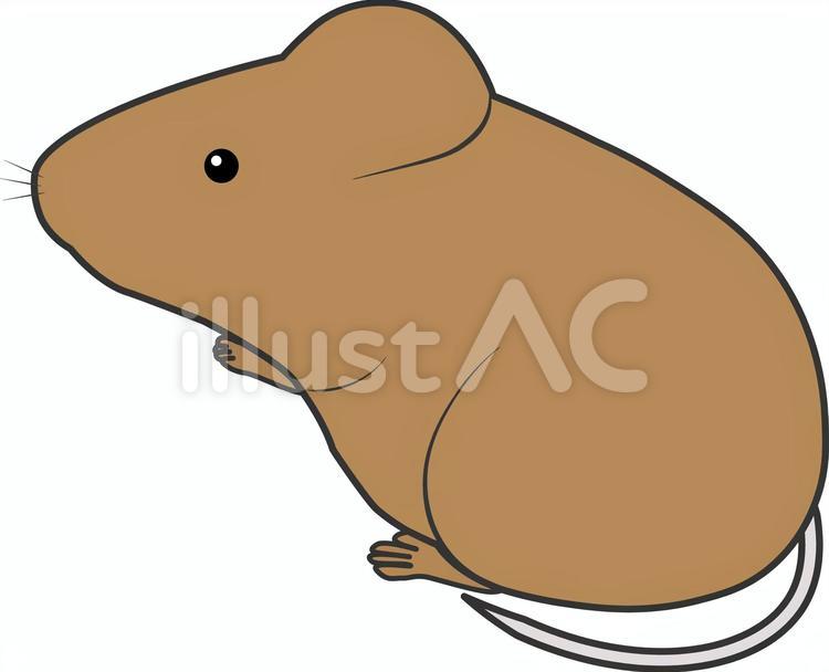 マウス　実験　茶色 茶色,黒線,マウスのイラスト素材