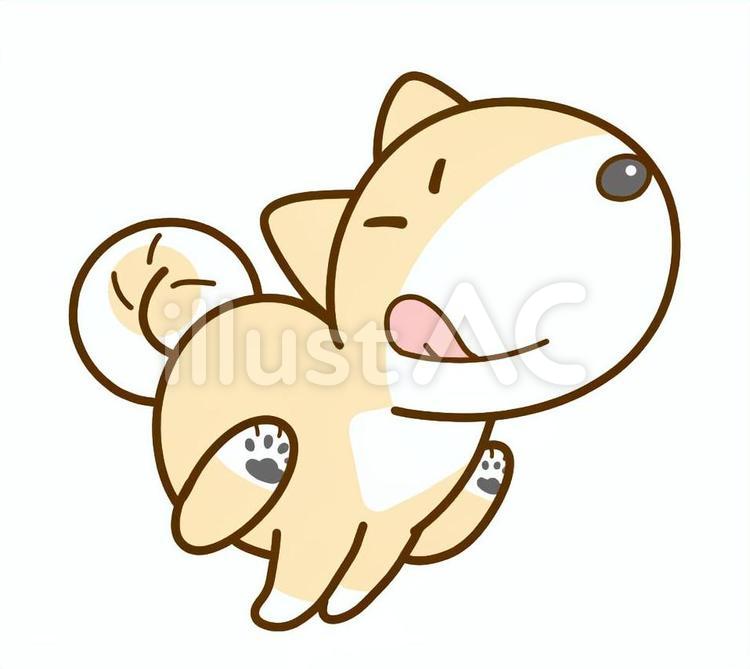 走る柴犬4 犬,柴犬,走るのイラスト素材