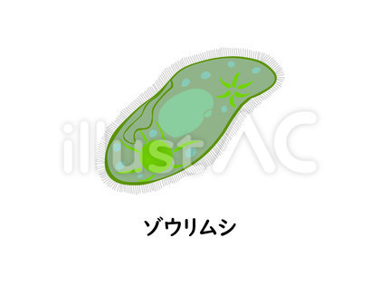 微生物のゾウリムシ