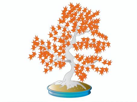 盆栽　もみじ 盆栽,もみじ,鑑賞,紅葉,赤,植木,植物のイラスト素材