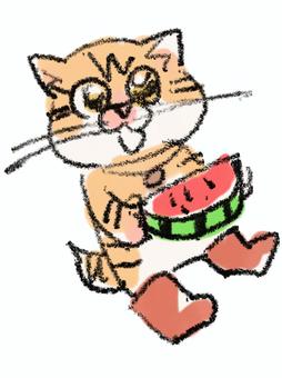 Watermelon and cat, cat, animal, tea tiger, JPG and PNG