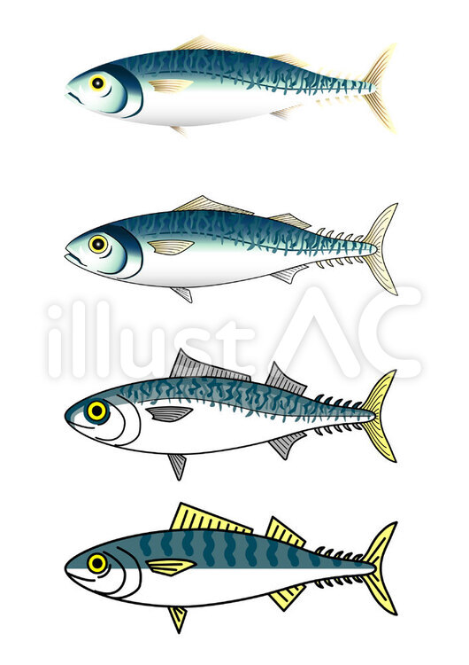 さば 鯖,魚介類,水産物のイラスト素材
