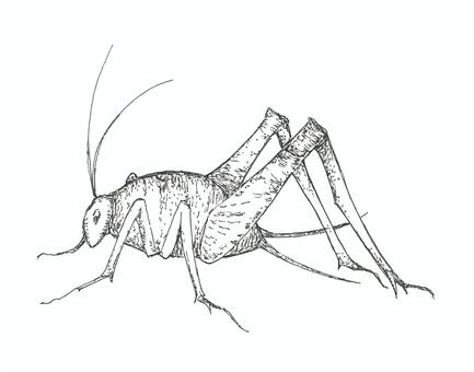 竈馬をイメージした手描きイラスト カマドウマ,虫,生き物,手描き,リアル,モノクロ,挿絵,白バック,線画,イラストのイラスト素材