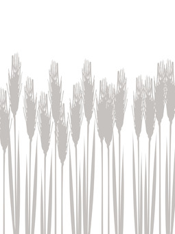 白黒の麦穂シルエット　mugi027 麦穂,白黒,リアル,シルエット,ナチュラル,お洒落,自然,植物,大人っぽい,枠のイラスト素材