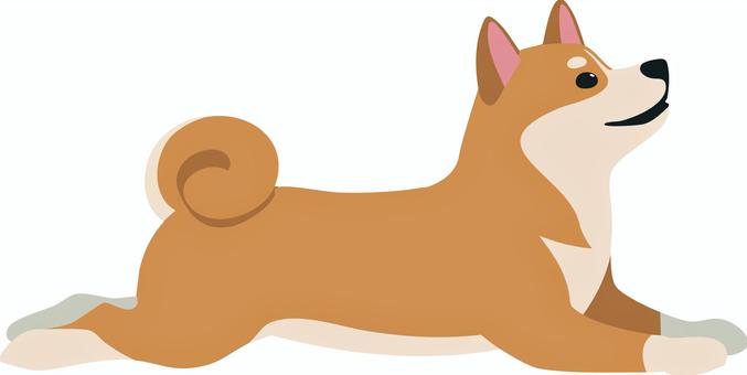 【動物】伏せする柴犬 柴犬,犬,動物,生き物,ペットのイラスト素材