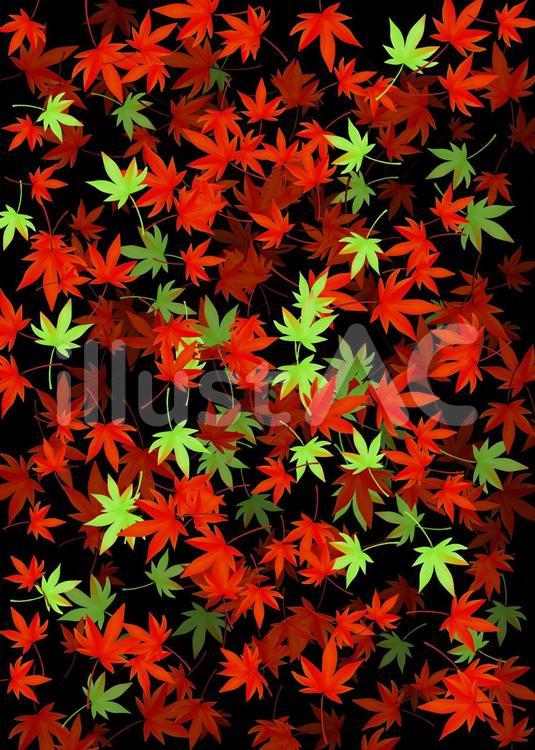 紅葉　秋　和　もみじ　沢山 紅葉,秋,和のイラスト素材