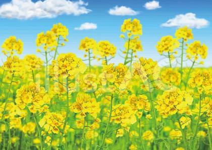 207-風景6 菜の花畑2