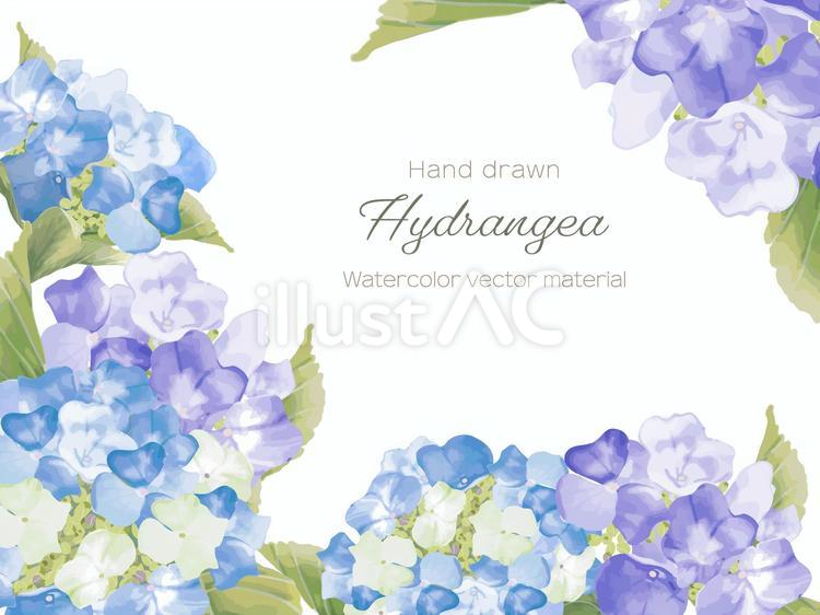 アジサイ 紫陽花,花,葉のイラスト素材