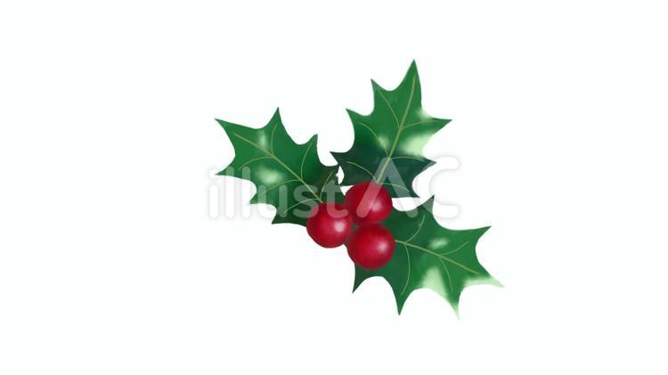 柊と実 柊,クリスマス,冬のイラスト素材