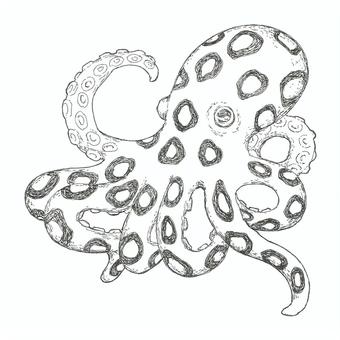 ヒョウモンダコの手描きイラスト