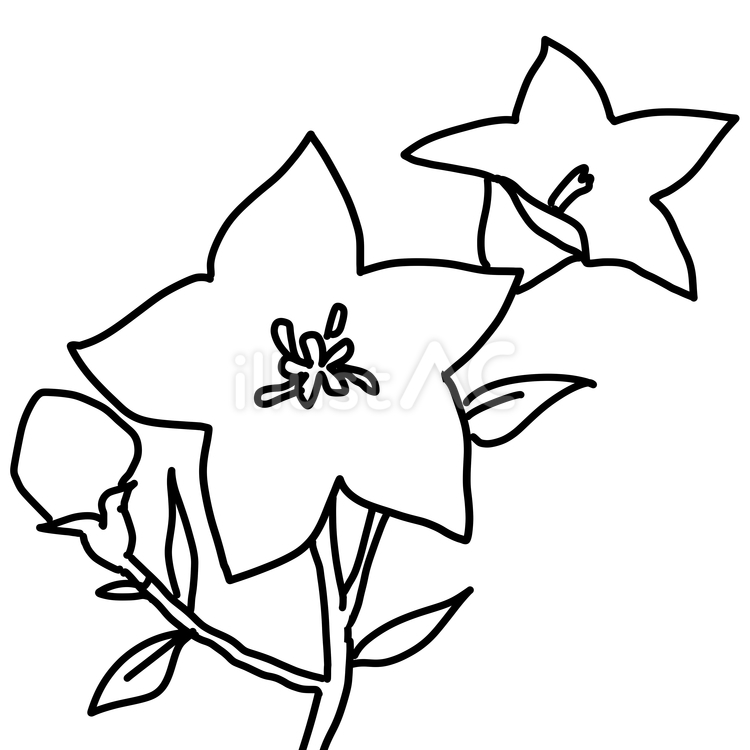 桔梗の線画 桔梗,花,植物のイラスト素材