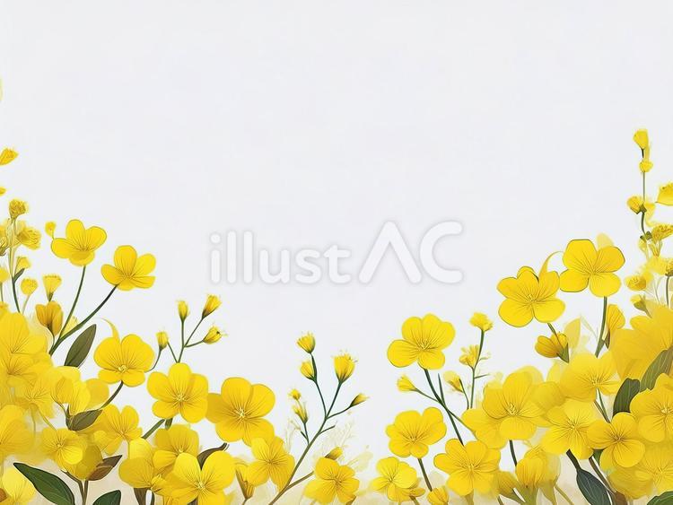 菜の花　イラスト　フレーム　背景 ミモザ,春,花のイラスト素材