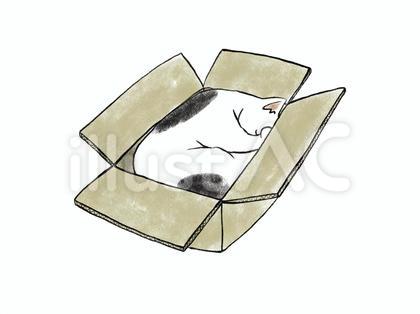 ねこ 段ボール箱で寝る 1 ぶち