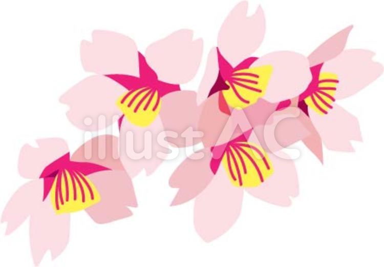 桜 桜,花,春のイラスト素材