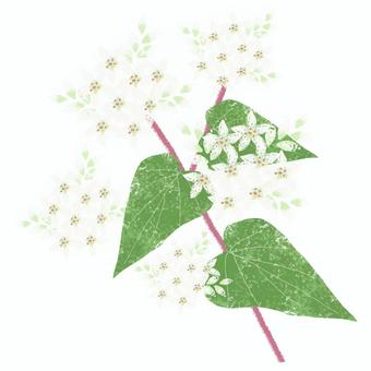 蕎麦 花 A ソバ,花,シンプル,白,可憐,きれい,グリーン,食,農のイラスト素材